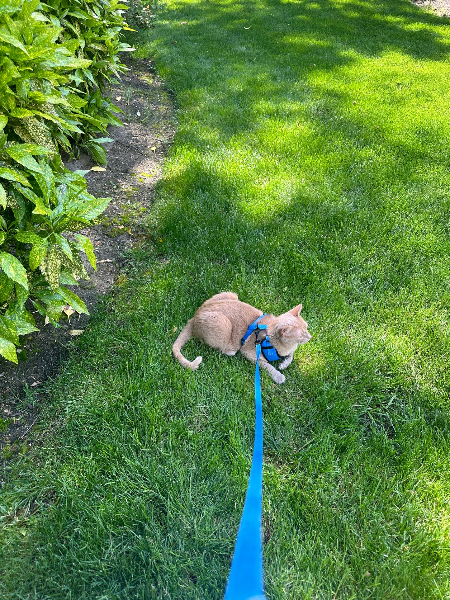 Blue Cat and Dog Leash and Harness