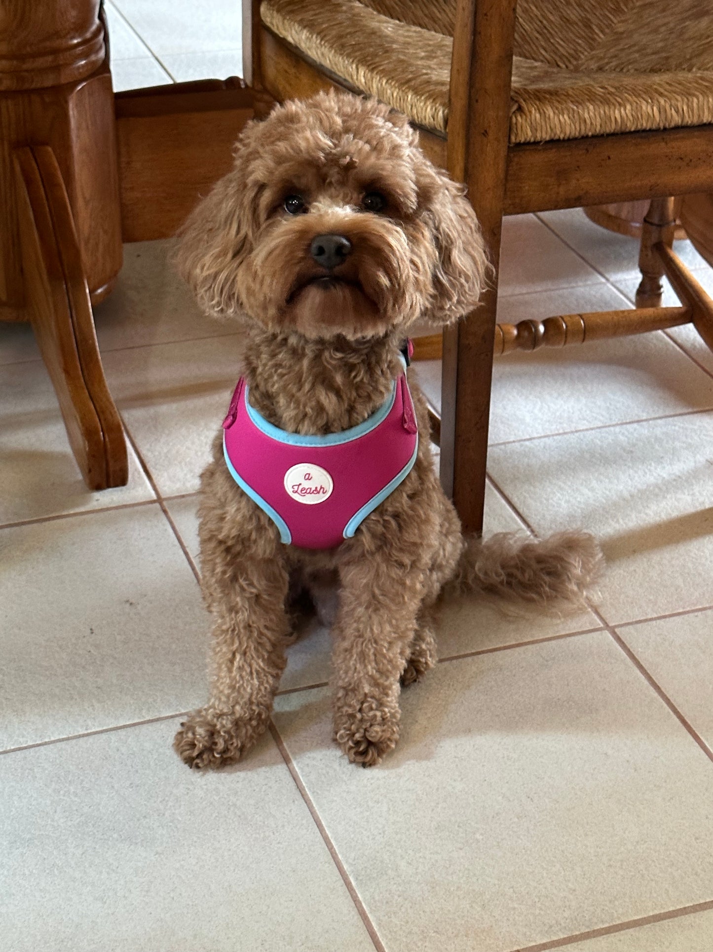 Pink Cat and Dog Leash and Harness