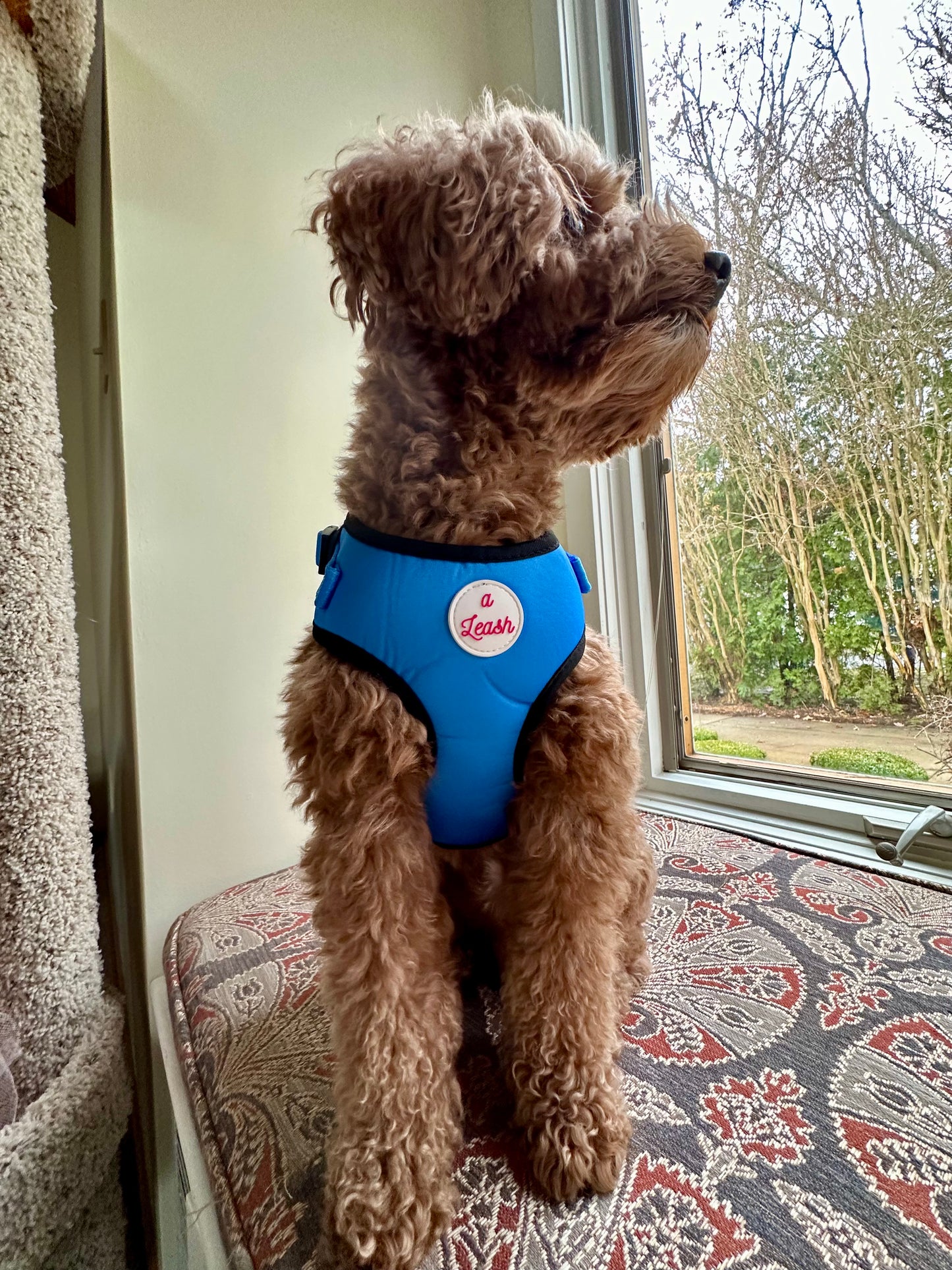 Blue Cat and Dog Leash and Harness