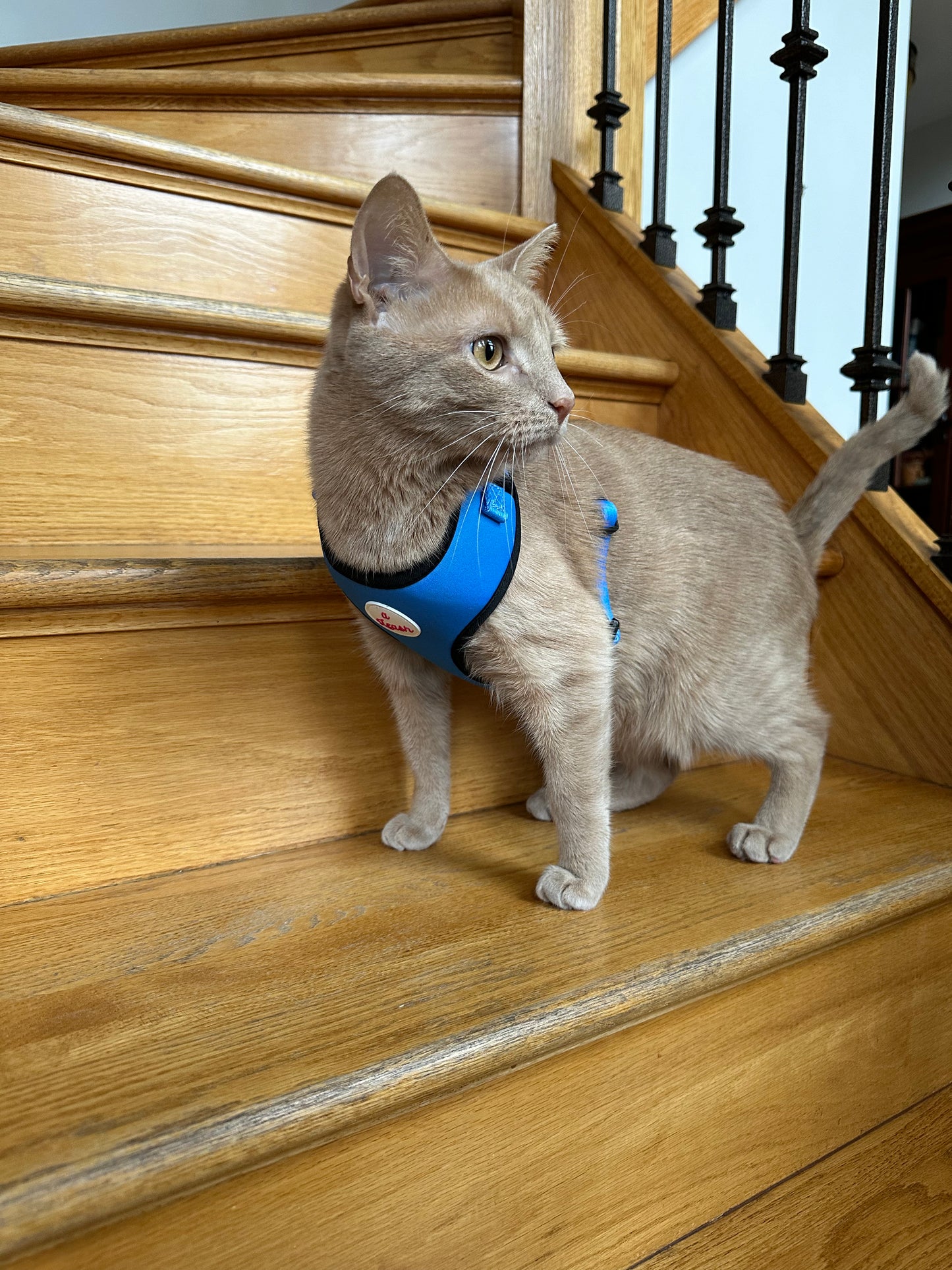 Blue Cat and Dog Leash and Harness