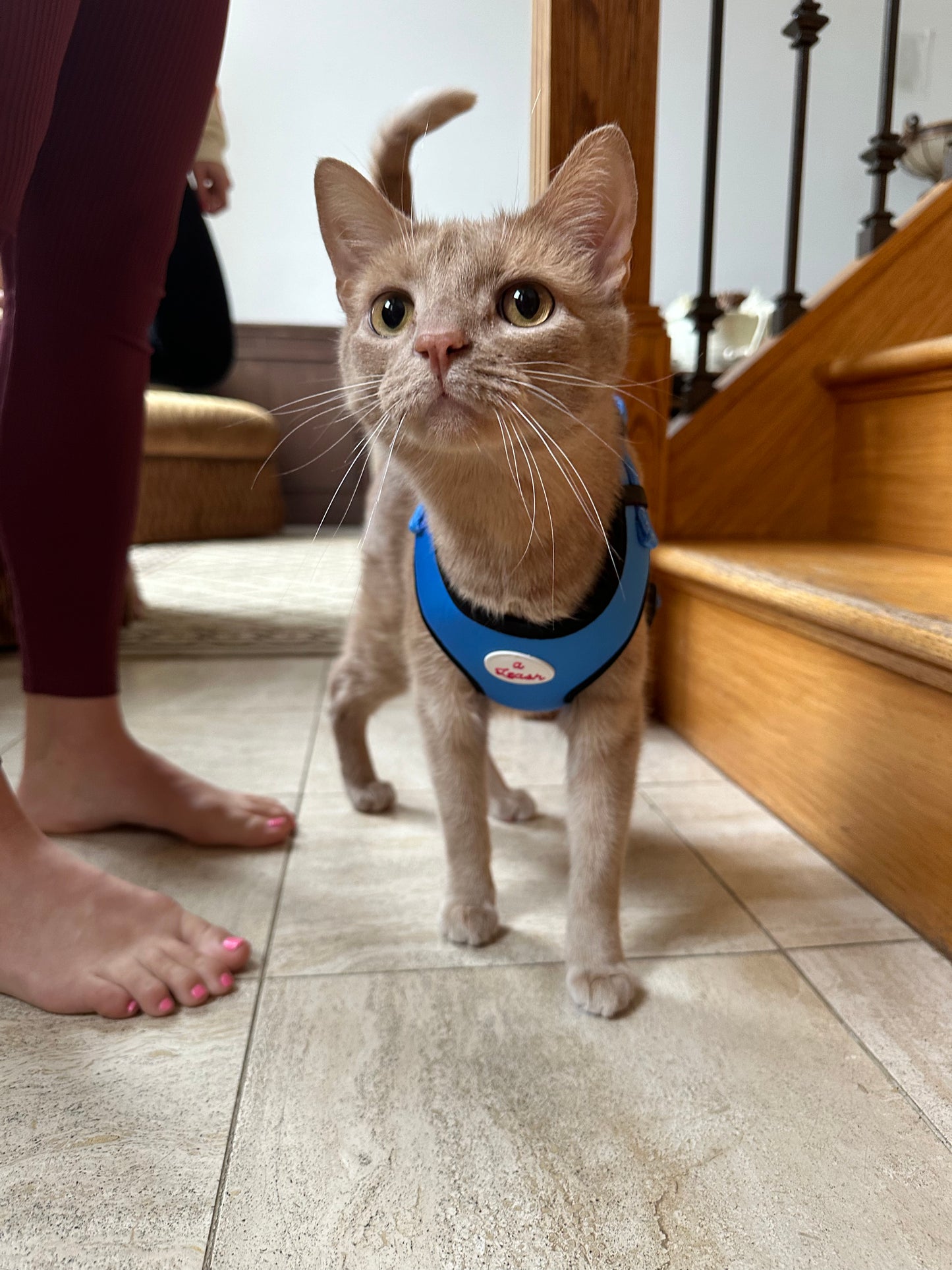 Blue Cat and Dog Leash and Harness