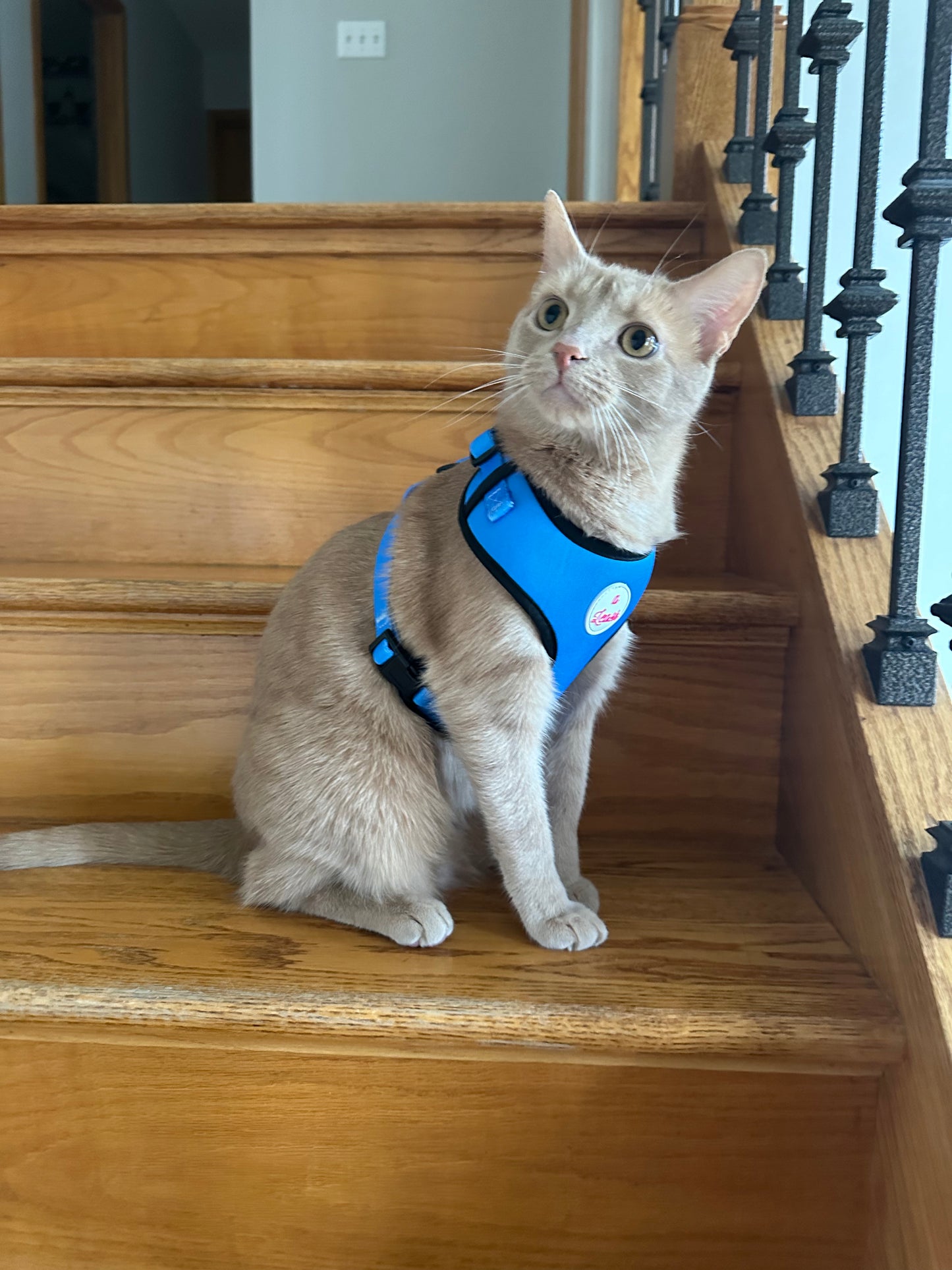 Blue Cat and Dog Leash and Harness