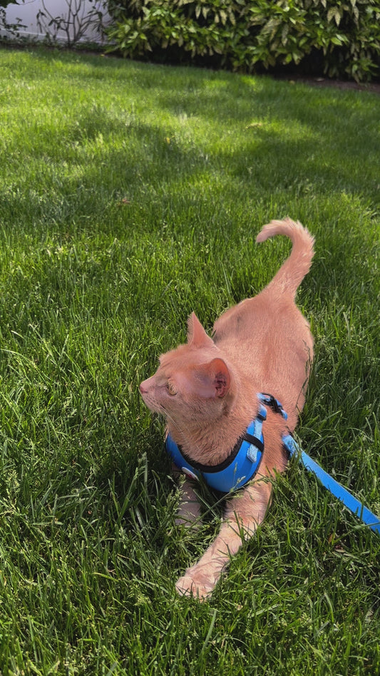 Blue Cat and Dog Leash and Harness
